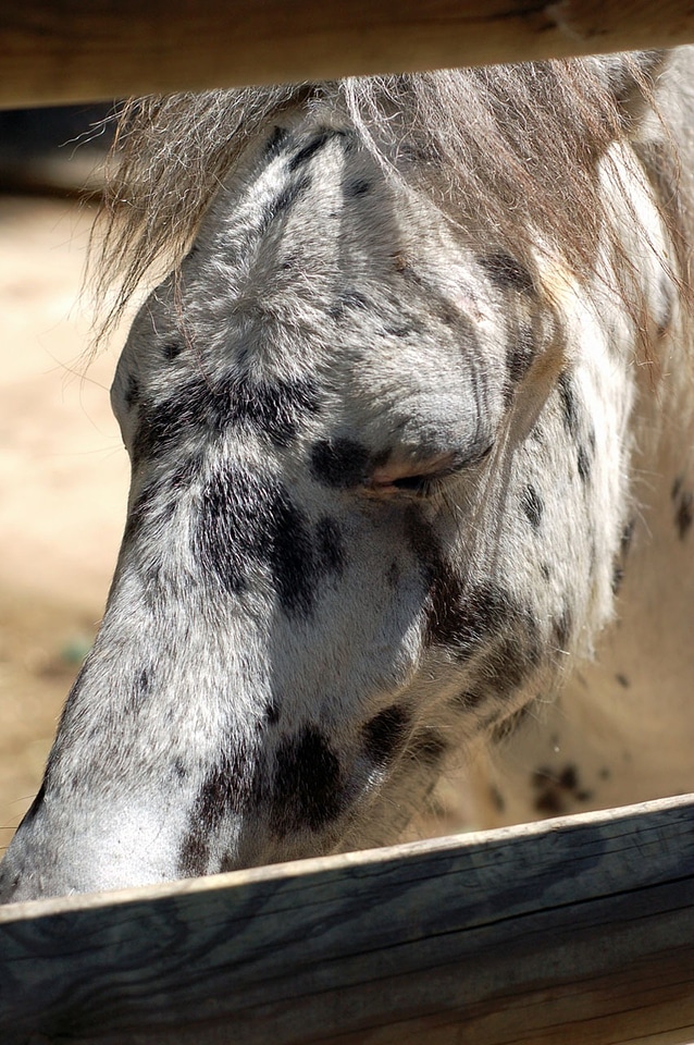 White spotted sunlight