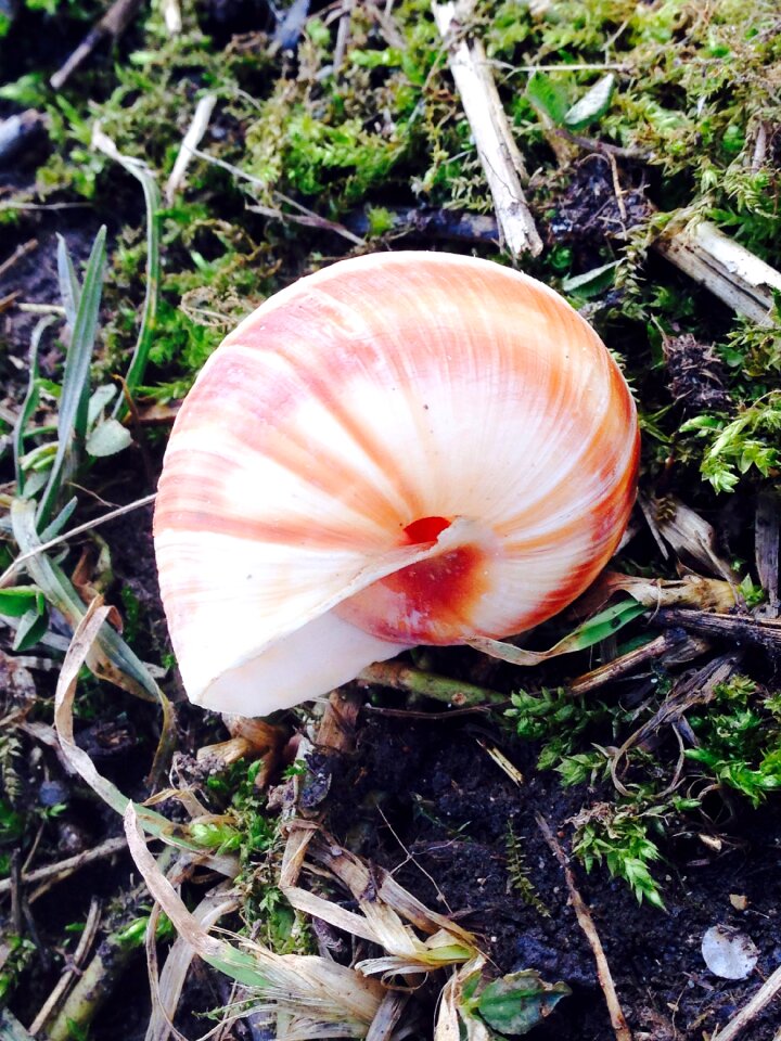 Snail grape snail nature