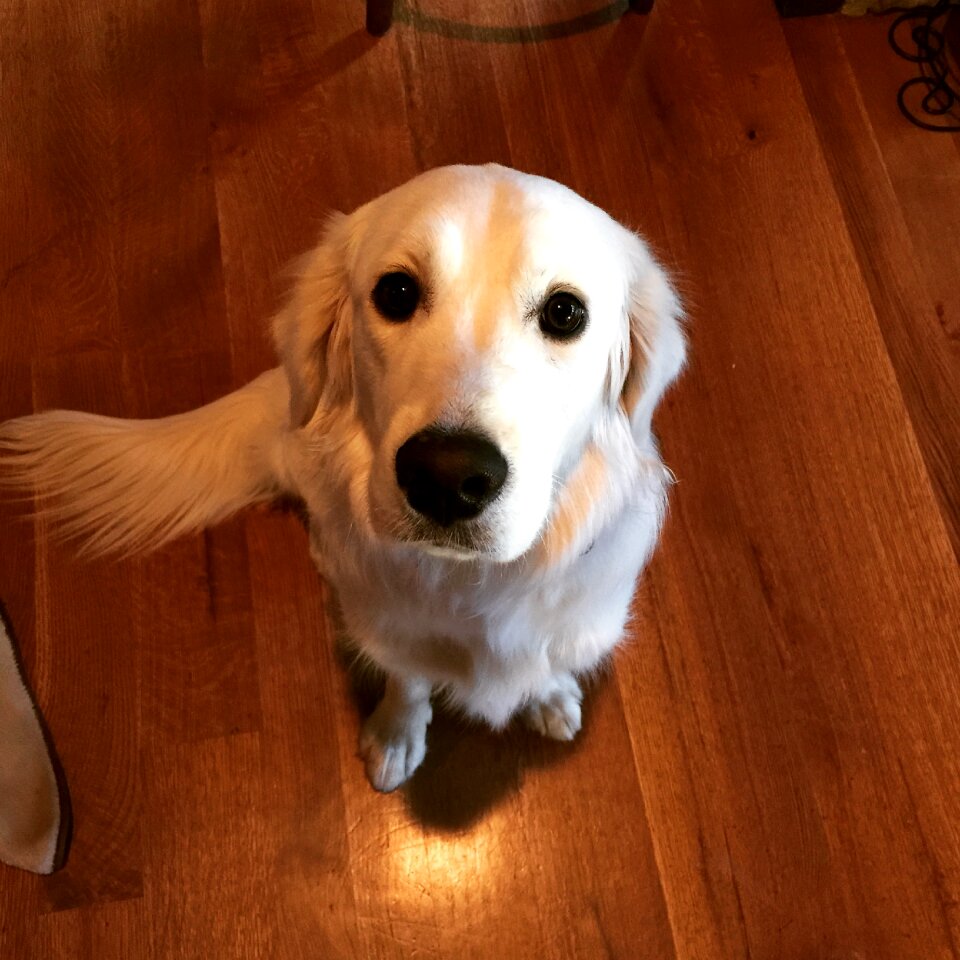 Canine adorable cute