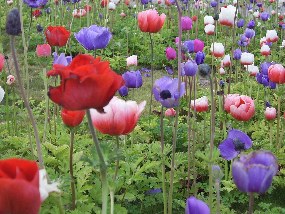 Nature floral field