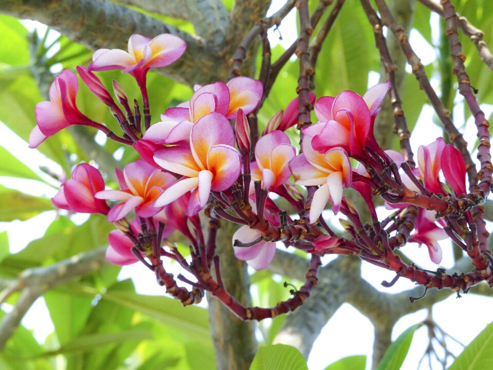 Natural travel plant