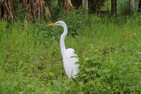 Fauna costa animal