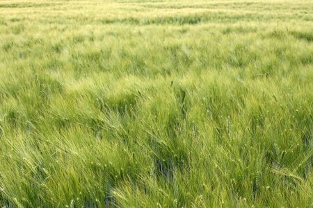 Summer field billowy