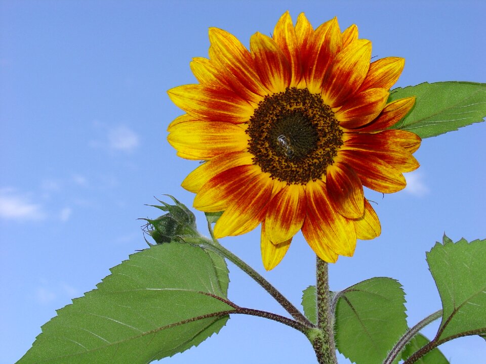 Summer blossom bloom