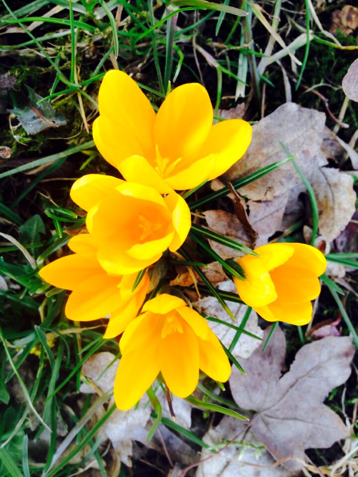 Spring bloom party