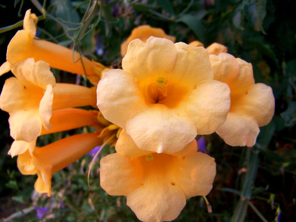 Floral blossom