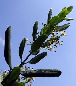 Flowers pods seedpods