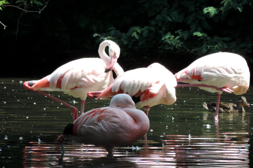 Enclosure animal zoo