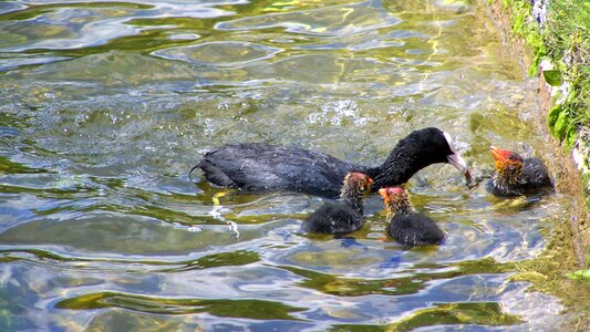 Nestlings water nature