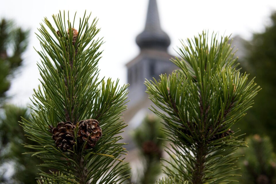 Steeple tap conifer