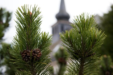 Steeple tap conifer
