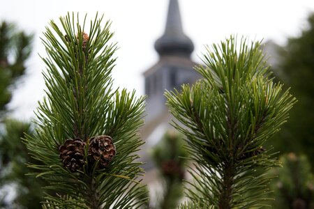 Steeple tap conifer photo