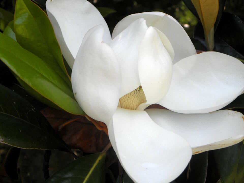 Floral white blooming