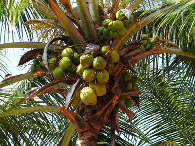 Nuts fruits tender