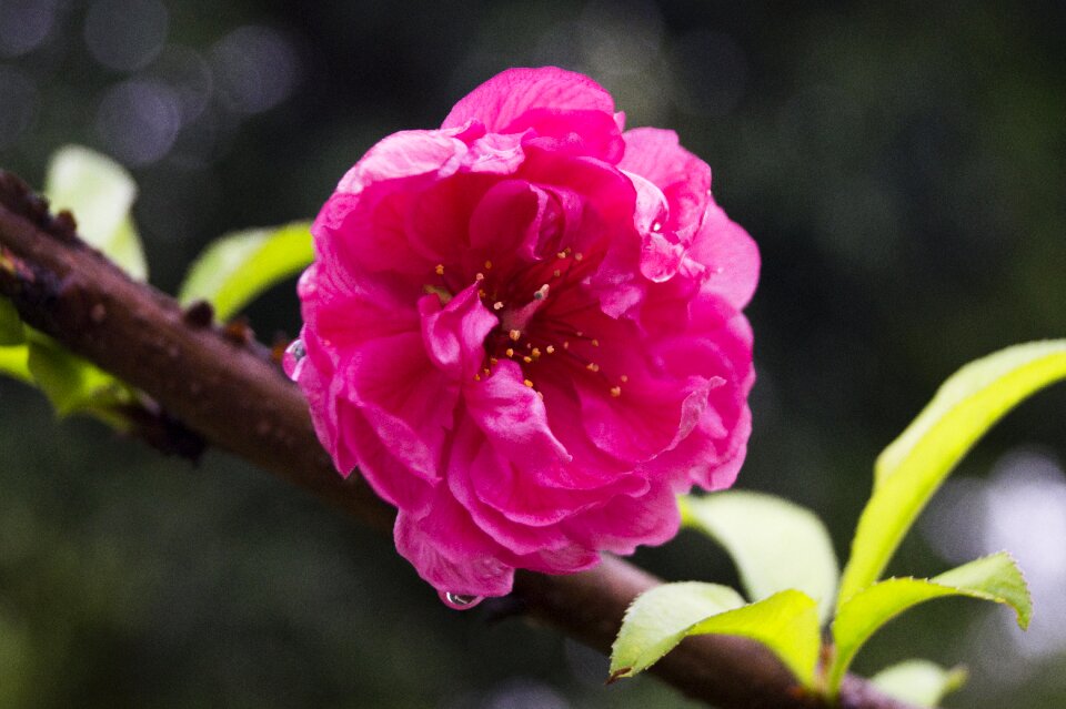 Spring plum red tree