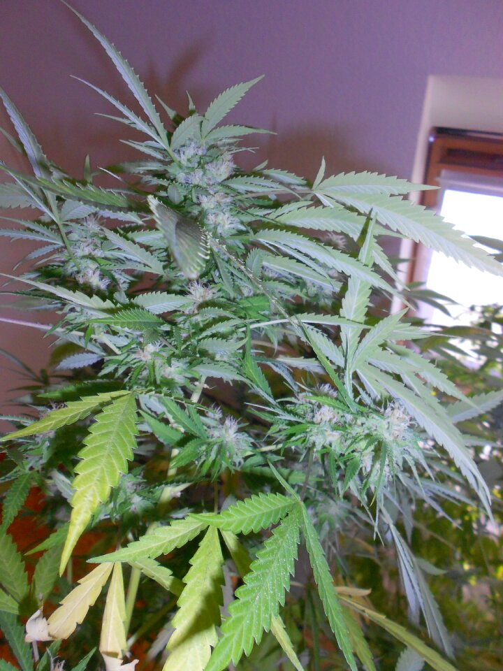 Weed plant