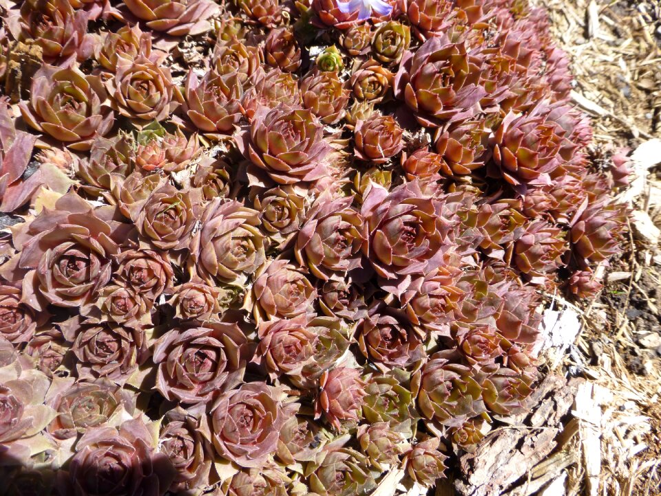 Flower garden nature