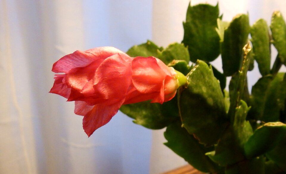 Flower houseplant xmas