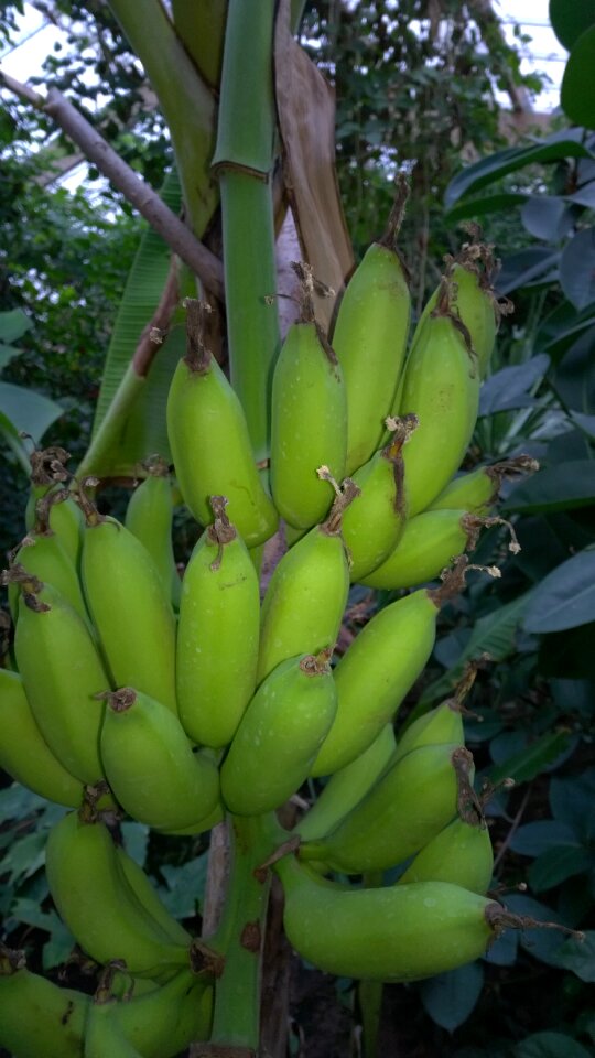 Shrub banana shrub banana plant
