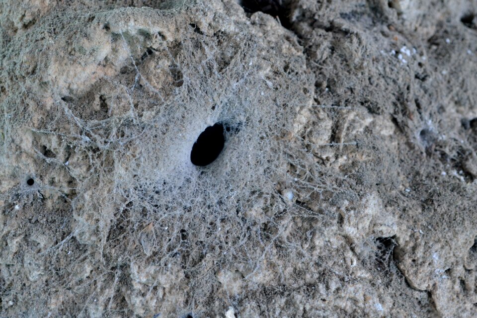 Web texture spider's nest