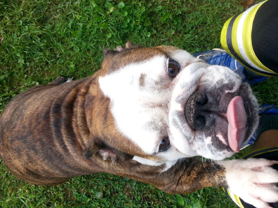 English bulldog fat tongue