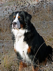 Canine pet animal