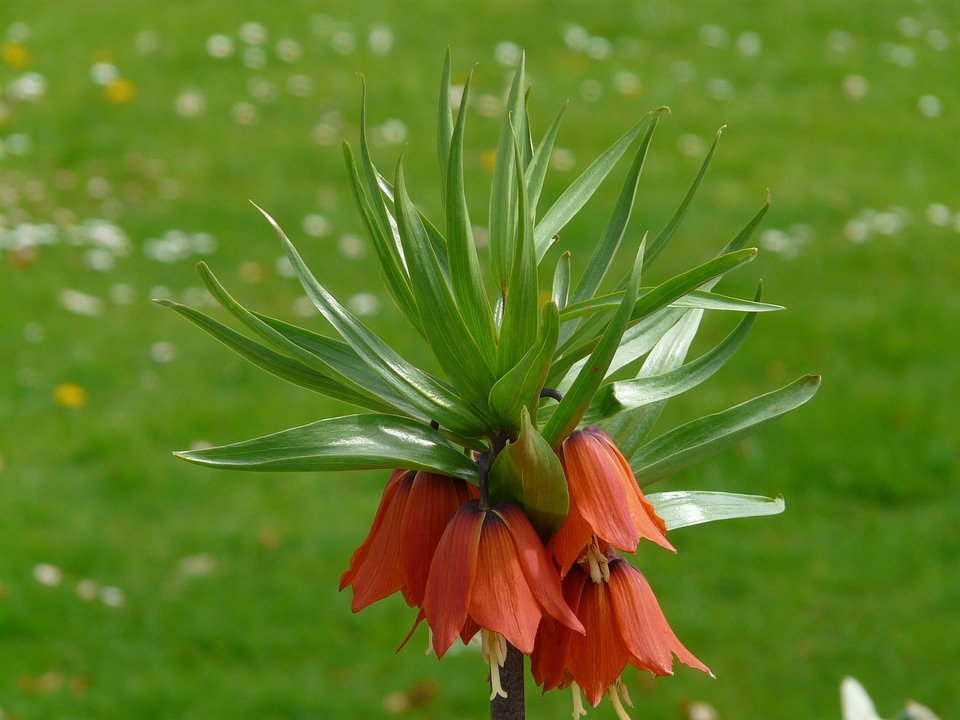 Lilies liliaceae toxic