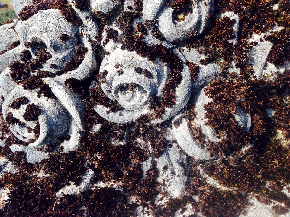 Tombstone death plant