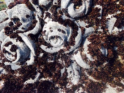 Tombstone death plant