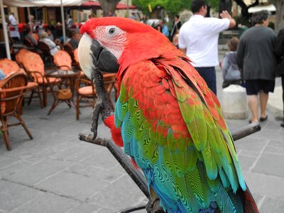 Colorful plumage ara photo