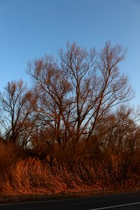 Kahl abendstimmung orange