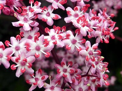 Elderberry pink white