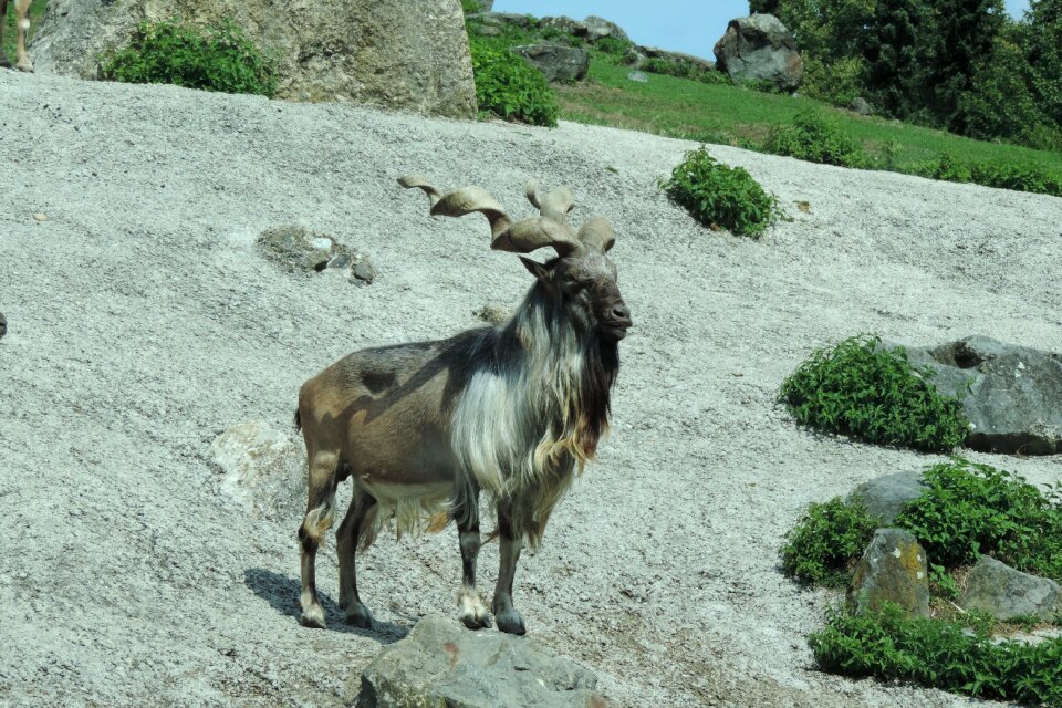 Wild animal animal world nature