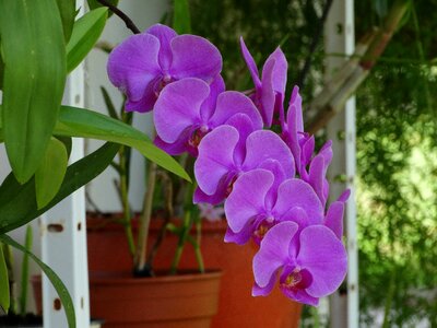 Orchid flowers cayenne