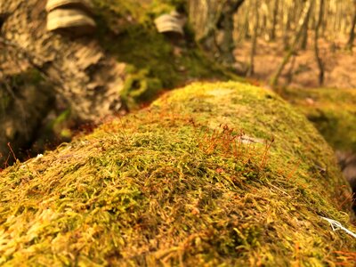 Green beech wood moss