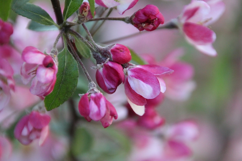 Japanese cherry trees macro japanese flowering cherry