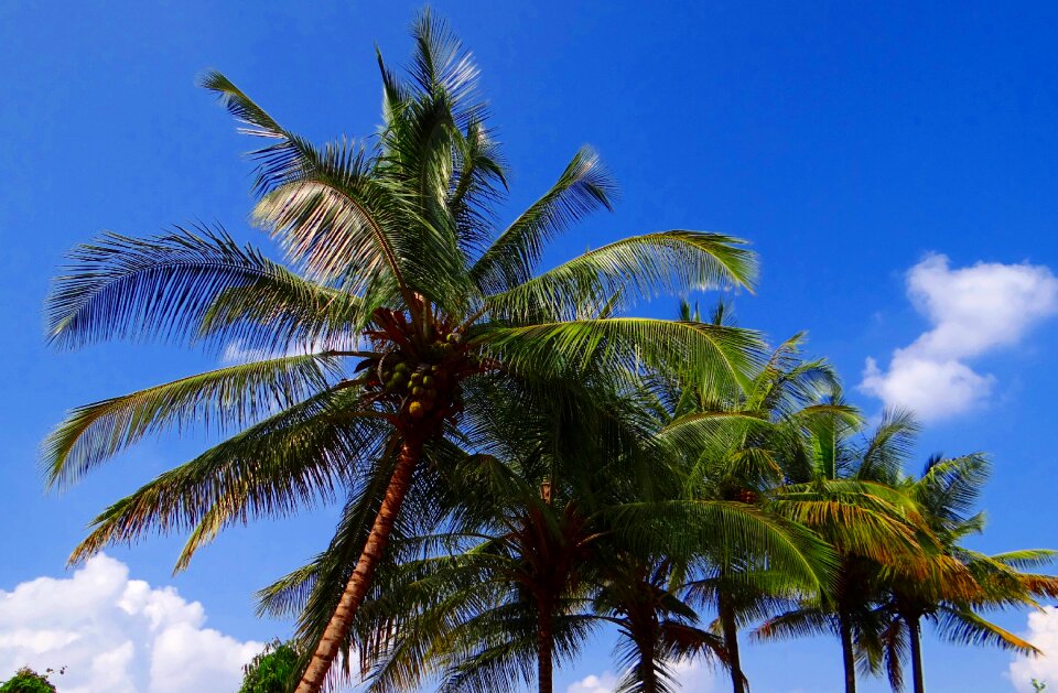 Tropical sky blue photo