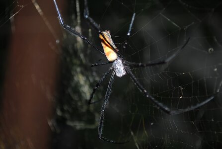 Spiderweb trap