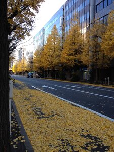 Autumn city yellow