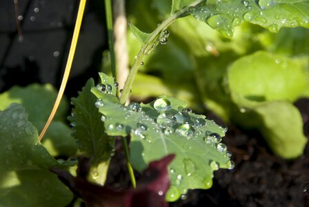 Nature city garden leaves