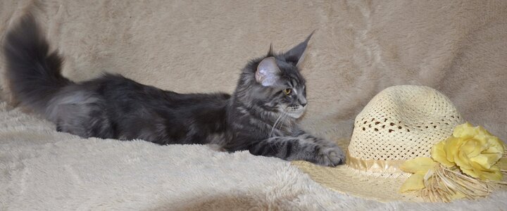 Maine coon cat hat photo