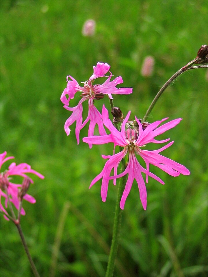 Nature blossom bloom
