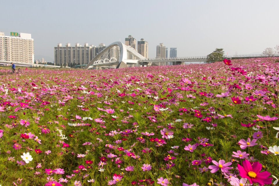 Sea of flowers taiwan sunshine sports park