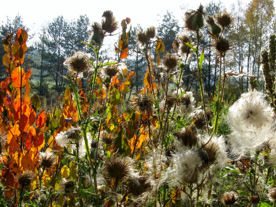 Autumn leaves colors wild plant