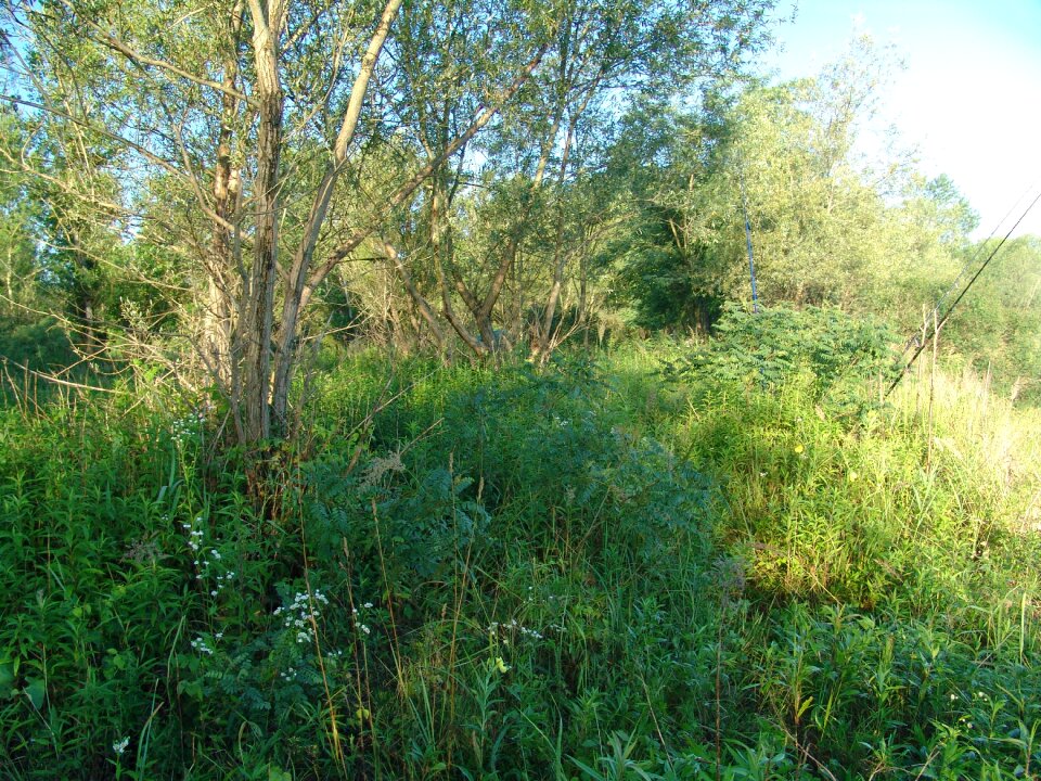 Drava nature fishing