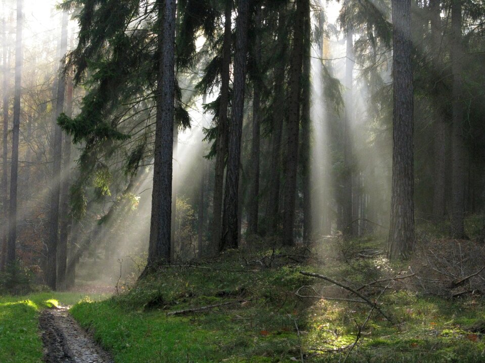Forests sun shadow