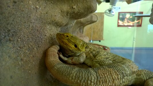 Animal creature terrarium