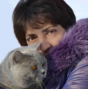 Cat british blue