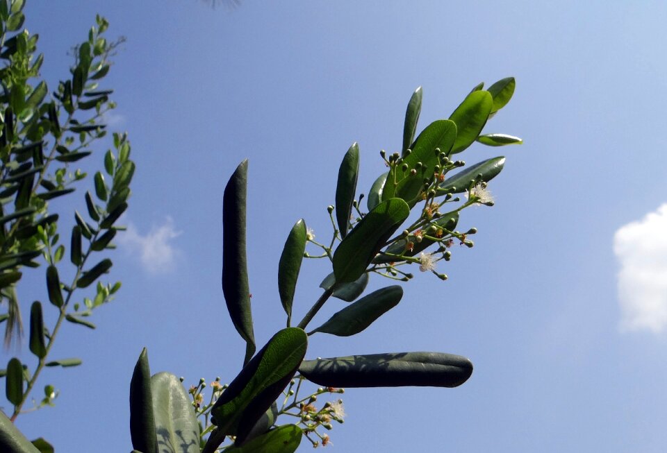 Myrtle pepper flowers pods