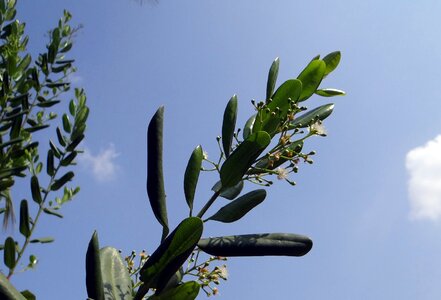 Myrtle pepper flowers pods photo